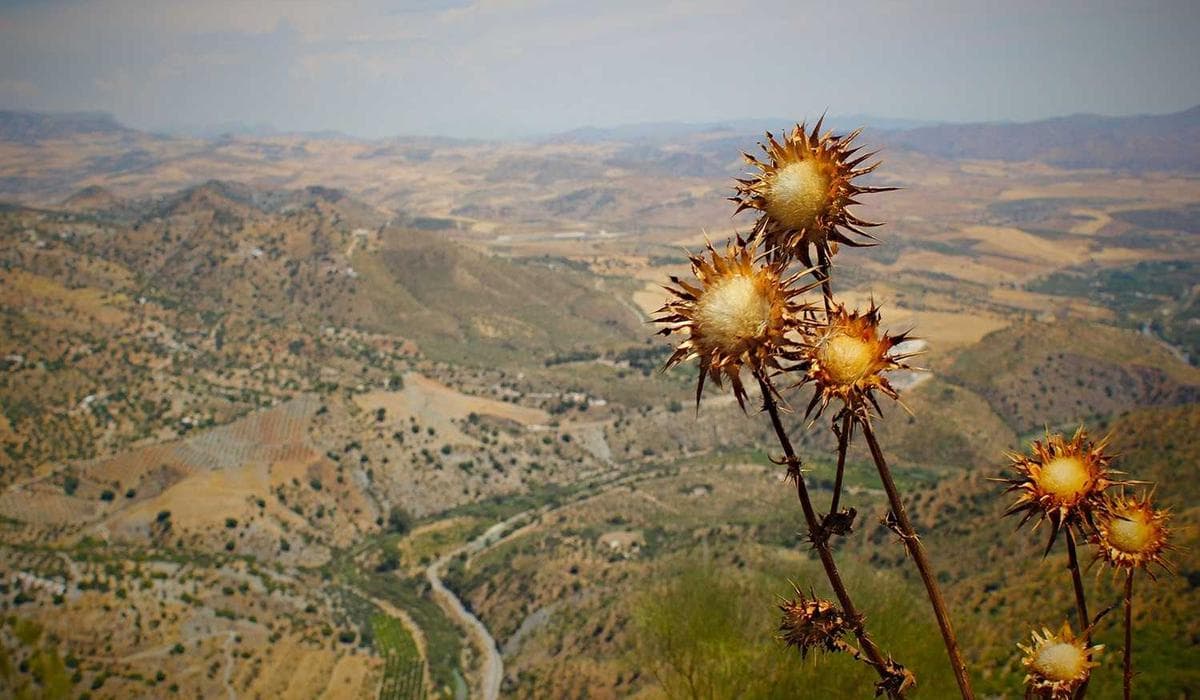 Decorated Krishna altar for Janmashtami