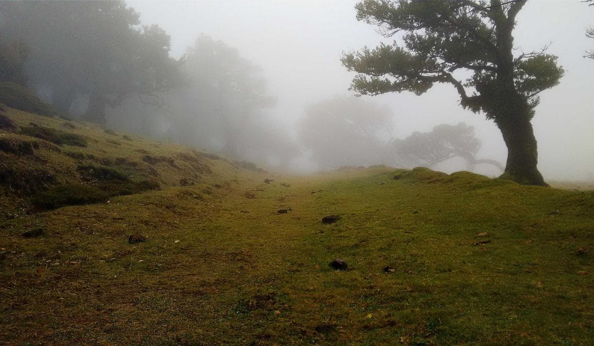 Brain scan imagery showing meditation effects