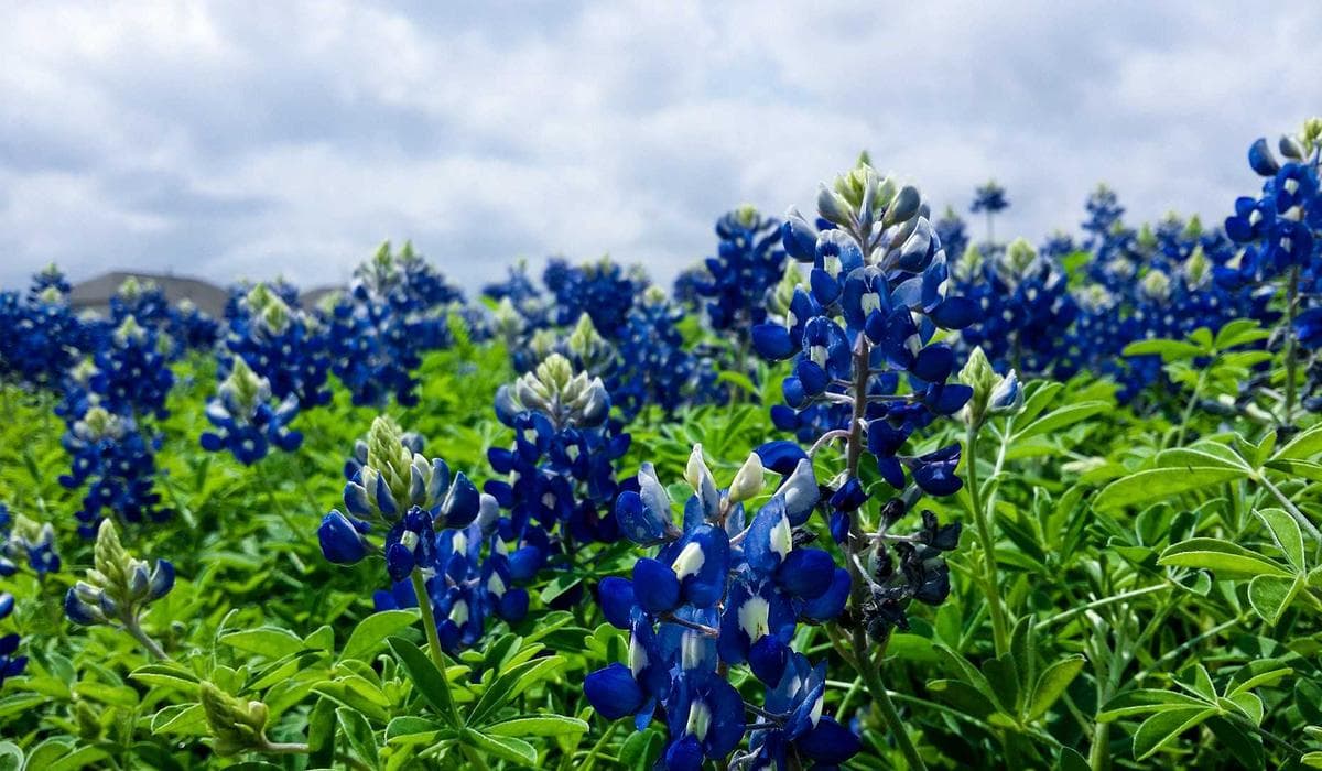 Sunrise over the Ganges